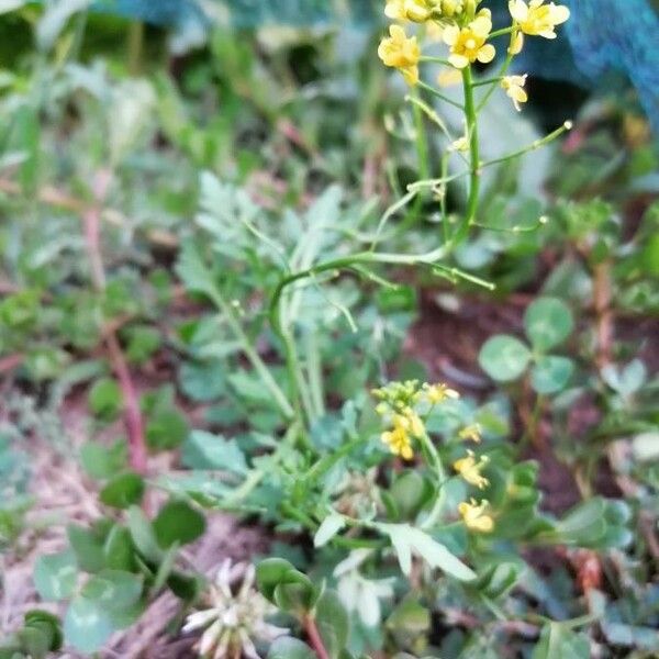 Rorippa sylvestris 花