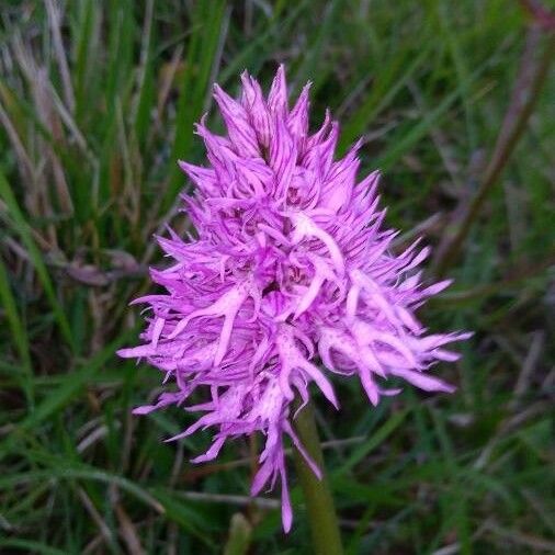 Orchis italica Flower