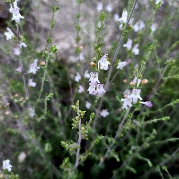 Satureja cuneifolia Квітка