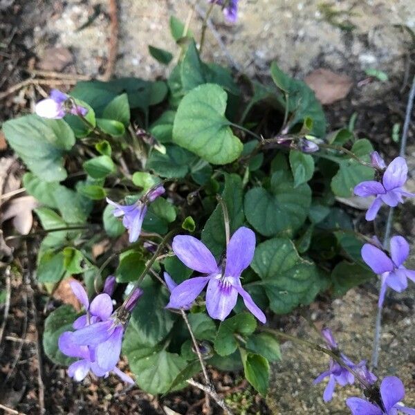 Viola canina Habitus