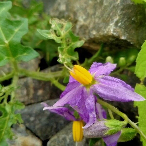 Solanum virginianum Blomma