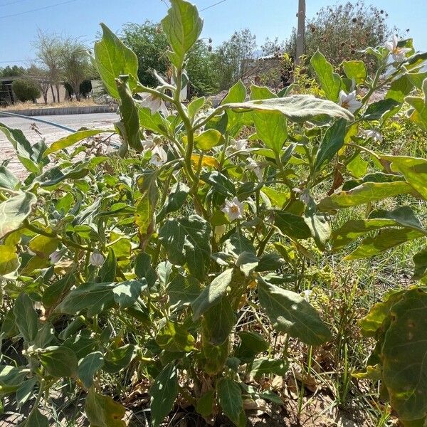 Solanum melongena Habitus