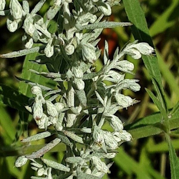 Artemisia ludoviciana ফুল