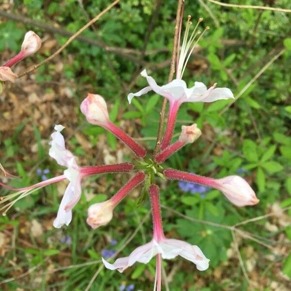 Rhododendron periclymenoides Blomma