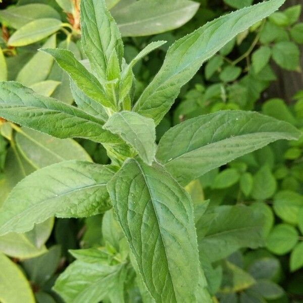 Epilobium hirsutum Leaf