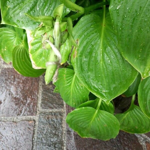 Hosta plantaginea ফল