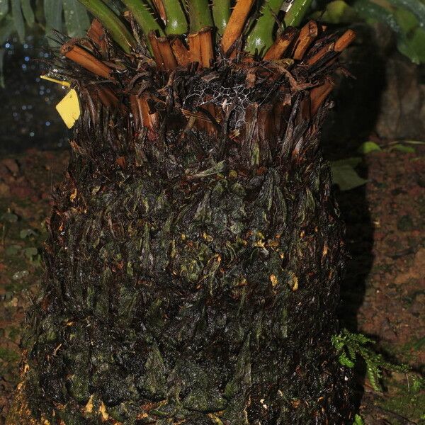 Cycas szechuanensis (Szechuan cycas)