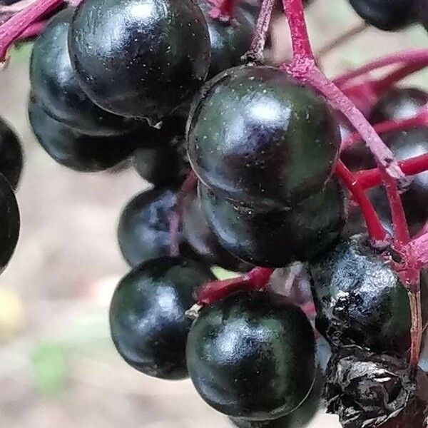 Sambucus nigra 果実