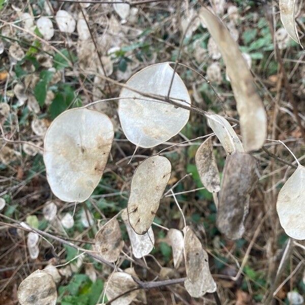 Lunaria annua Hedelmä