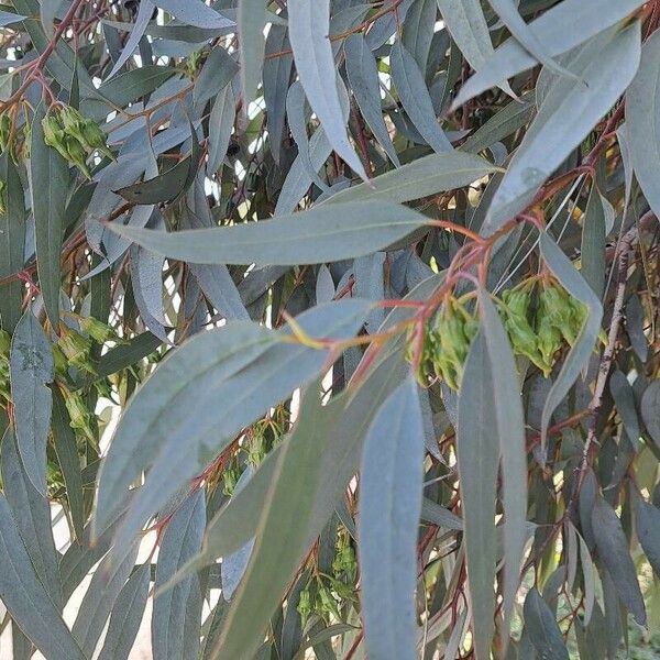 Eucalyptus torquata পাতা