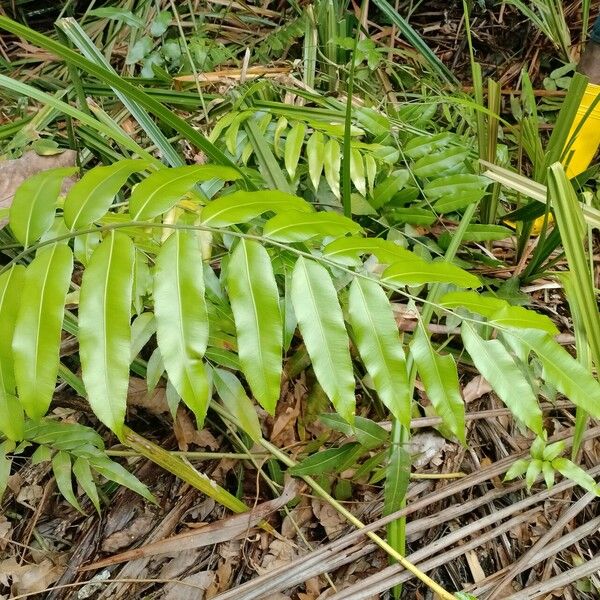 Stenochlaena palustris Лист