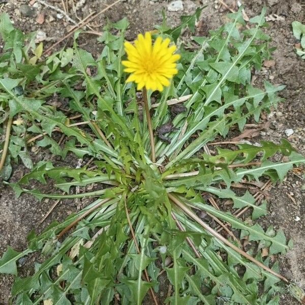 Crepis sancta Leaf