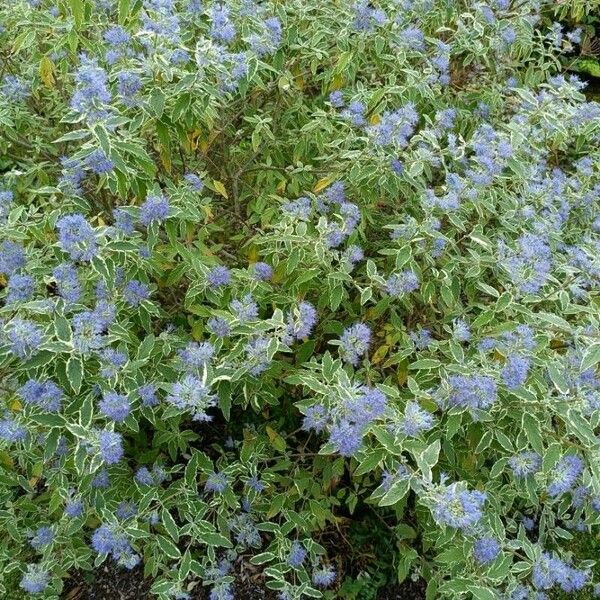 Caryopteris incana Blomst