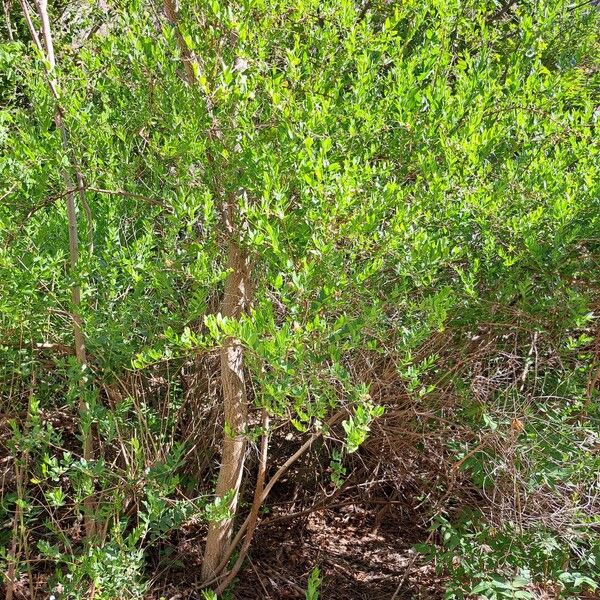 Coriaria myrtifolia Habitus