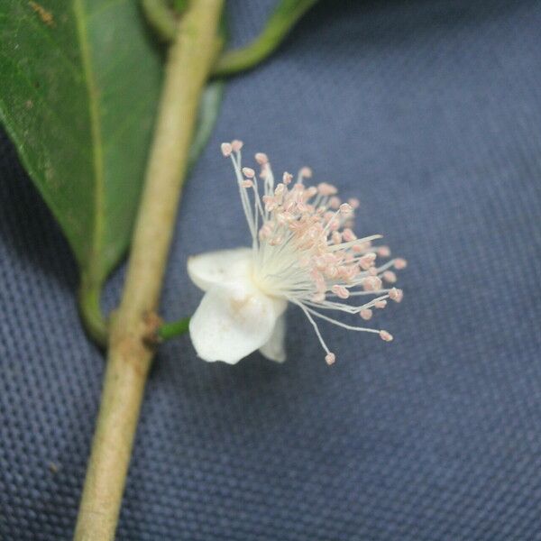 Eugenia stictopetala Fruchs