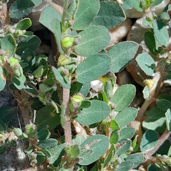 Euphorbia prostrata Vrucht