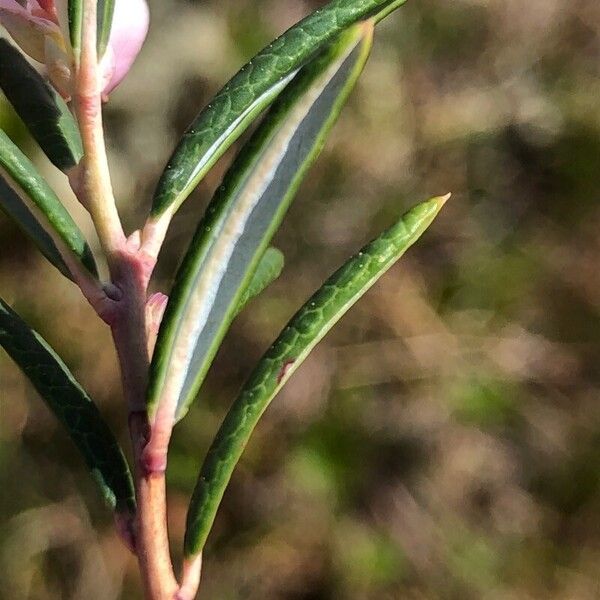 Andromeda polifolia برگ