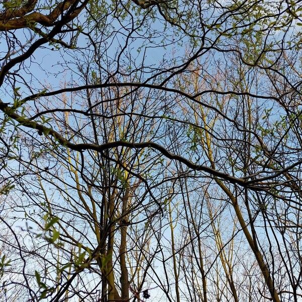 Salix babylonica Corteccia