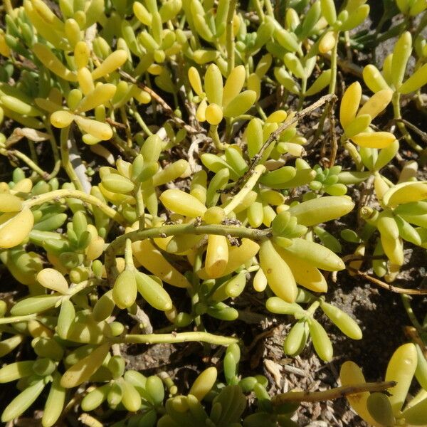 Batis maritima Flor