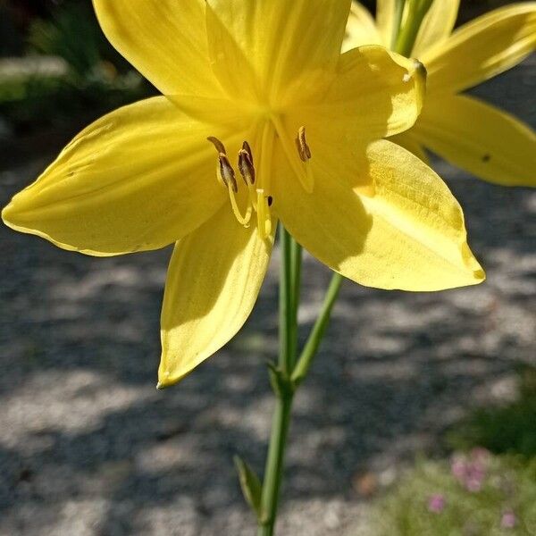 Hemerocallis minor Цветок