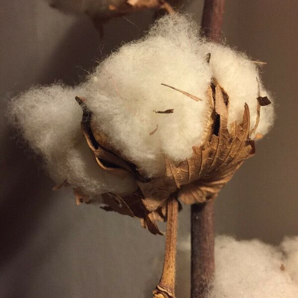 Gossypium hirsutum Fruit