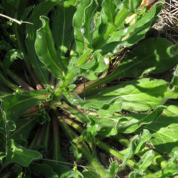 Echium plantagineum Hoja