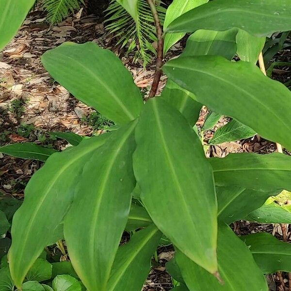 Costus dubius Leaf