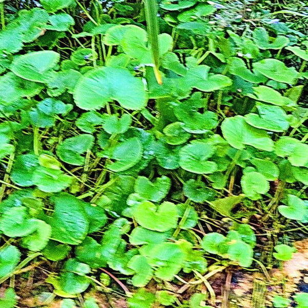 Centella asiatica Costuma