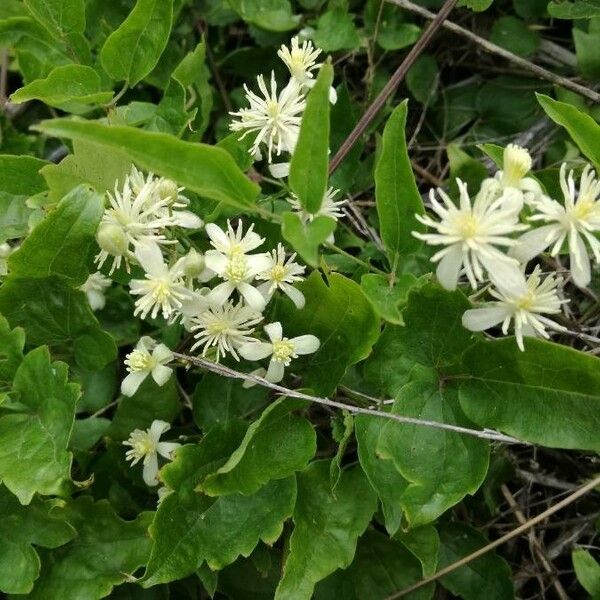 Clematis vitalba Flor