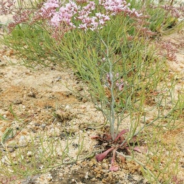 Limonium bellidifolium Kvet