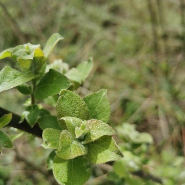 Salix aurita Liść