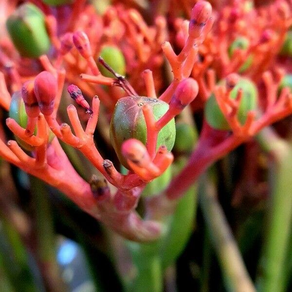 Jatropha podagrica Vekstform