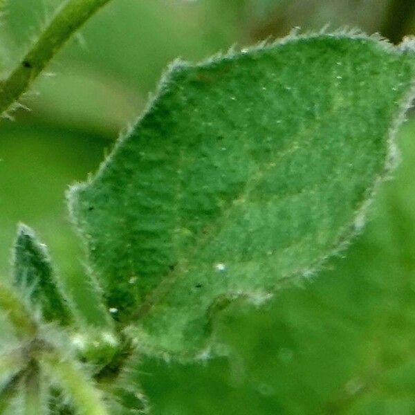 Solanum villosum Folio