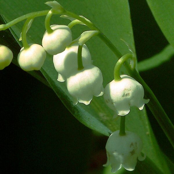 Convallaria majalis Flower