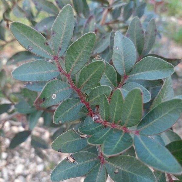 Pistacia lentiscus Foglia