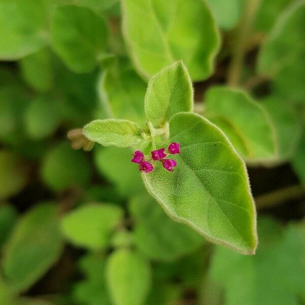 Boerhavia diffusa Flower