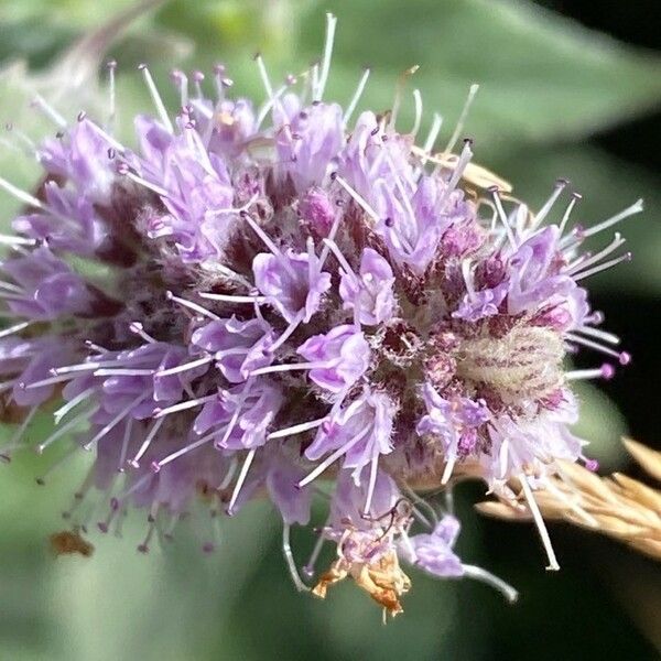 Mentha longifolia Flower