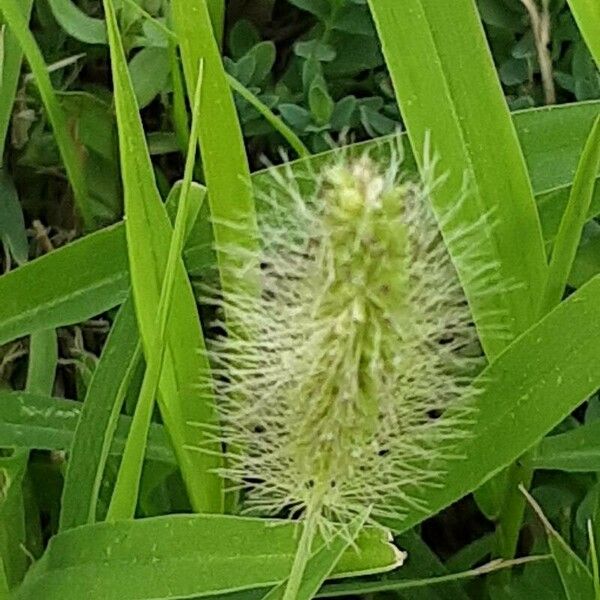 Setaria italica Kvet