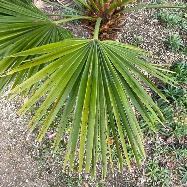 Chamaerops humilis Blad