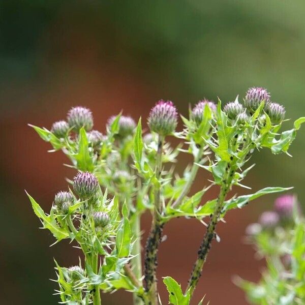 Cirsium arvense Συνήθη χαρακτηριστικά