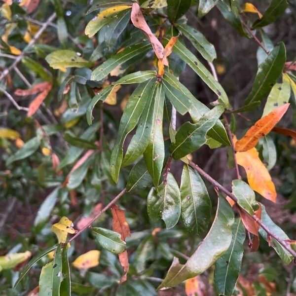 Quercus phellos Hostoa