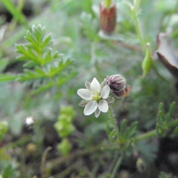 Spergula arvensis Kvet