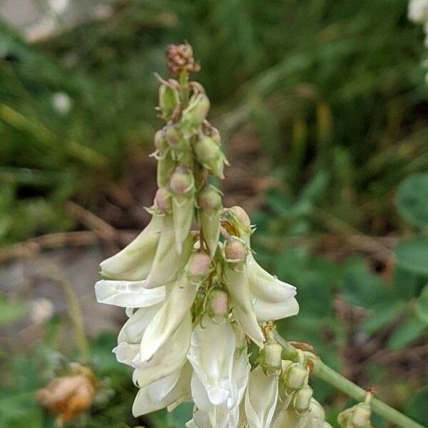 Hedysarum hedysaroides Λουλούδι