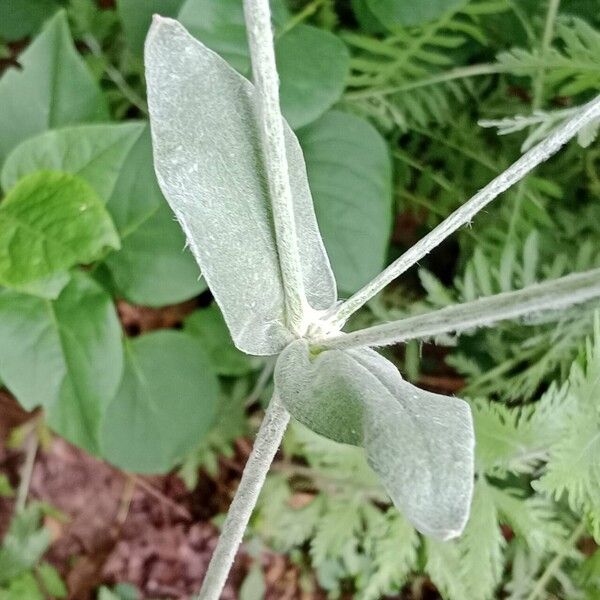 Silene coronaria Feuille