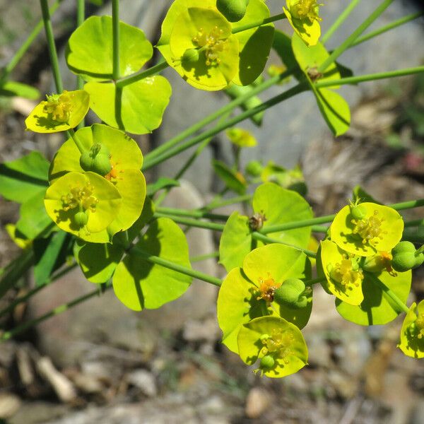 Euphorbia biumbellata Лист