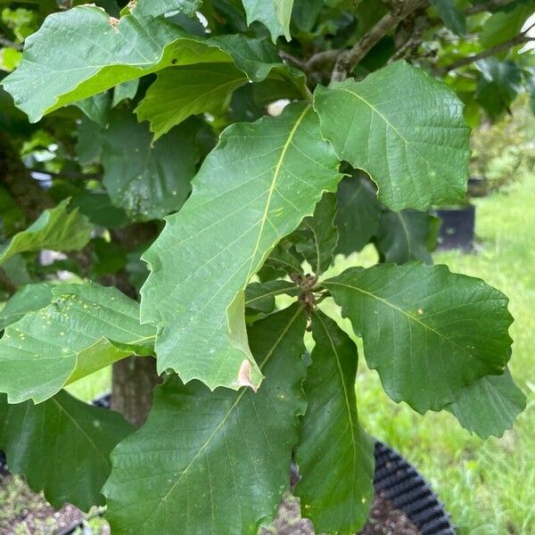 Quercus bicolor Blatt