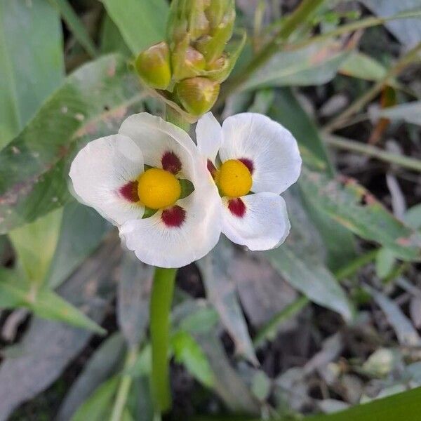 Sagittaria montevidensis Flor