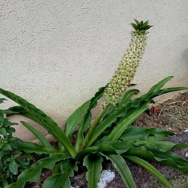 Eucomis autumnalis 花