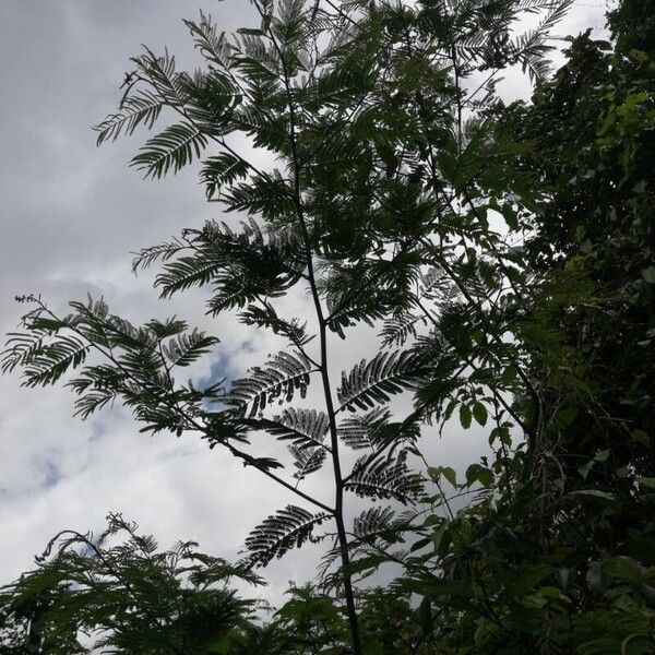 Calliandra houstoniana Hábito