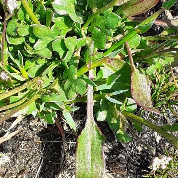 Teesdalia nudicaulis Leaf